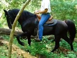 Excalibur FEARLESS Tennessee Walking Trail Horse For Sale.wmv