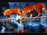 Tiger vs Lion, tigers are much taller than lions.