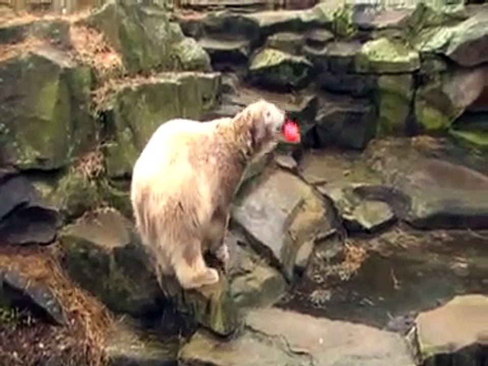 Knut & his red hedgehog