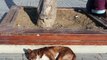 istanbul's kindness to stray dogs and cats - Let Sleeping Dogs Lie