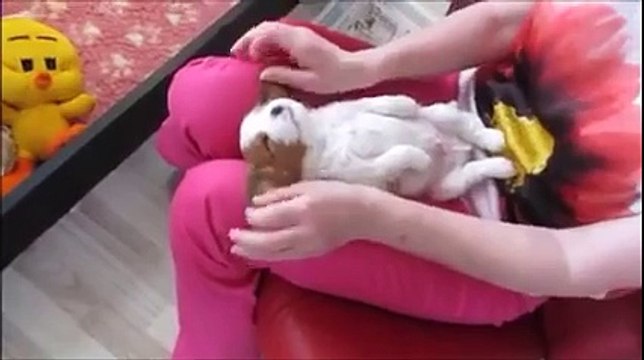 Ce bébé chien adore les massages : complètement stone!