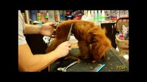 Стрижка той пуделя,Toy Poodle Show Trim.  toy poodle grooming, часть 2.