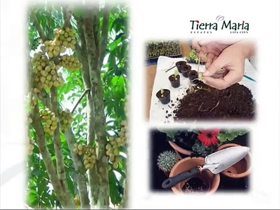 CHIN CHIN GUTIERREZ @ TIERRA MARIA LEISURE ESTATE (asiaworldhomeleisure_realty@yahoo.com)