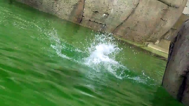 Eisbären Giovanna - Nela und Nobby - Tierpark Hellabrunn