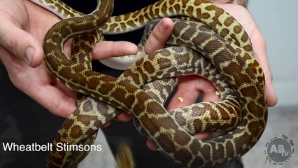 Stimson's Python! CrittaCam : AnimalBytesTV