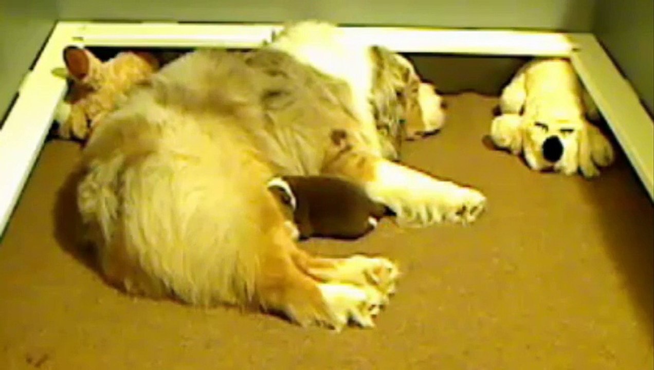 Puppy 3