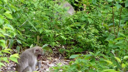 Japanese Macaque Infants Suckle ニホンザル母子と授乳