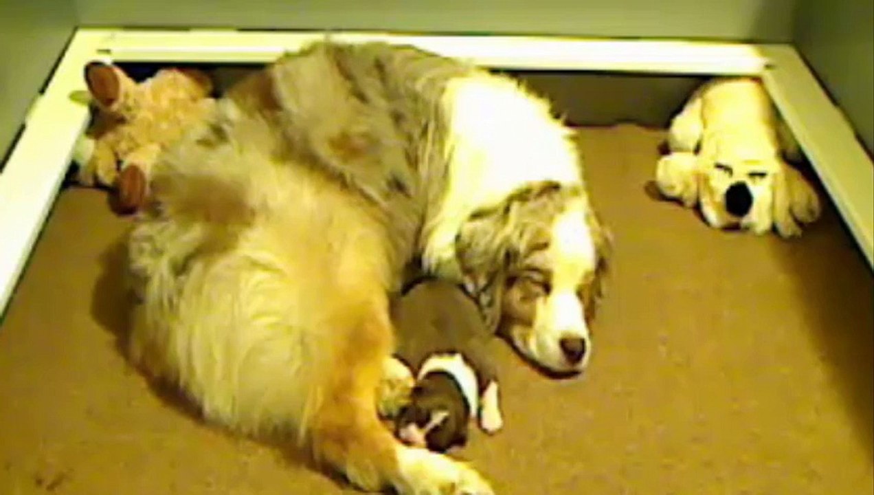 Puppies
