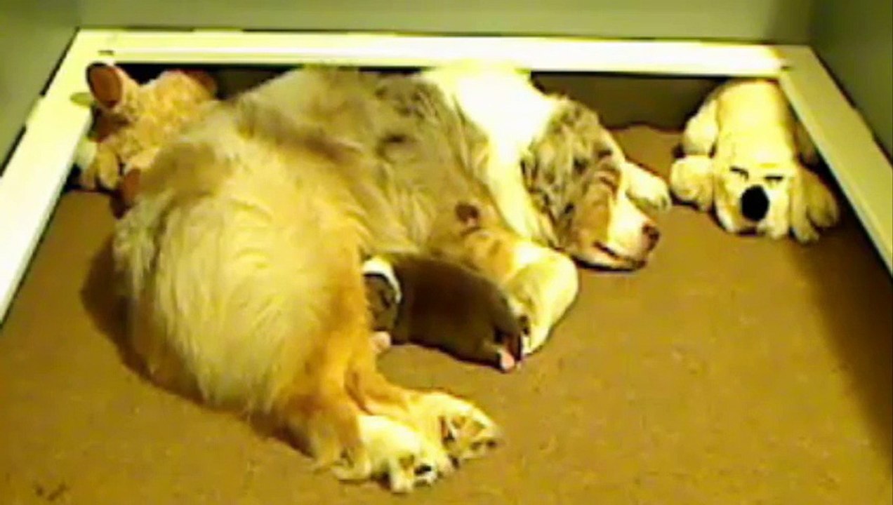 3 Puppies
