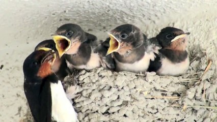 野鳥：ツバメの子育て／Wild Birds: House Swallow