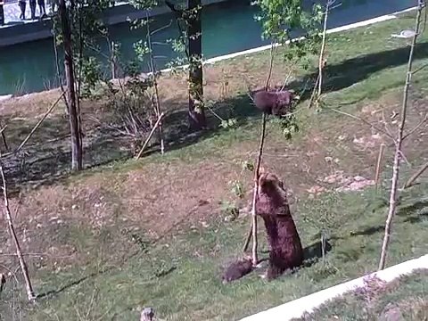 Quand maman ours essaie de faire descendre bébé ours d'un arbre, elle n'y va pas avec des pincettes !
