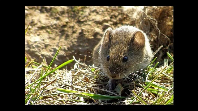 FREDDY KRUEGER:HISTORIA-HABILIDADES-JUEGOS-PELICULAS