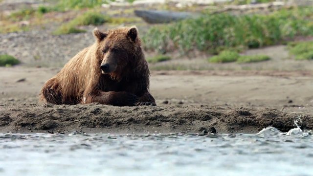 Grizzly - Extrait Démangeaisons [Full HD] (Documentaire Disney)