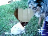 Furry Friends Forever-Border Collies-Puppies-Cats-Kittens