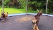 Des chèvres complètement folles sautent sur un trampoline