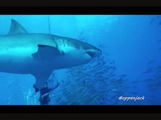 great white attack @ Guadalupe Island _1_2011