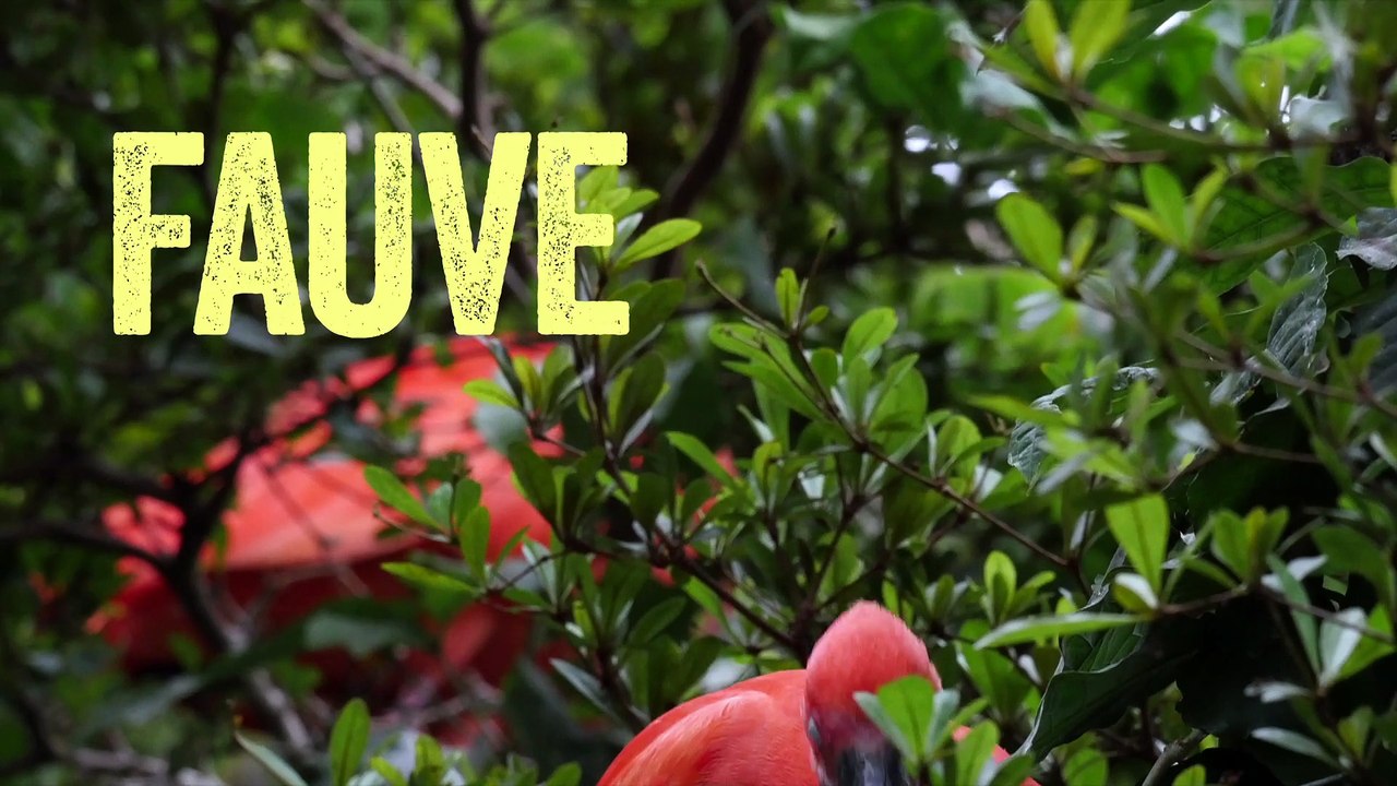 Teaser sauvage - Rock en Seine 2015