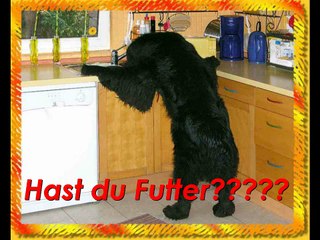 Neufundländer, die sueßesten Hunde der Welt!!!