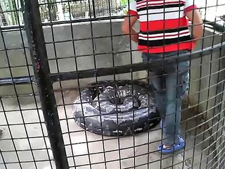 Largest python snake ever
