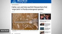 Wild Sawfish Spawning Virgin Births