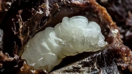 Suivez la naissance d'une abeille pas à pas en timelapse