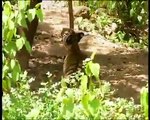 Naughty monkey playing with a tiger