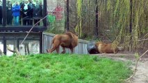 Voilà la preuve que les lions sont des gros chats