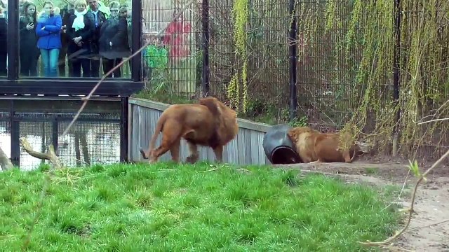 Voilà la preuve que les lions sont des gros chats