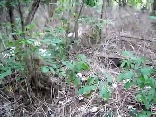 Bienvenue dans le royaume des champignons géants