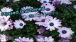 Owl City - Hospital Flowers (Lyrics On Screen Video HD) New iTunes Full Song 2011