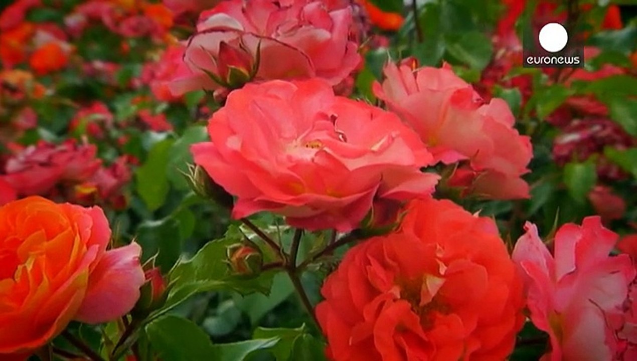 L'importante è la rosa