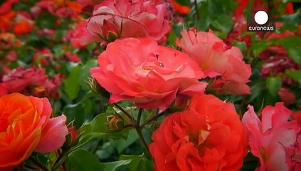 Как важно быть розой