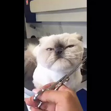 Sakal traşı olan kedi