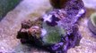 20g long Nano Reef  New Corals! New Fish! Flatworms oh noE!1!!1
