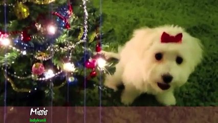 Pets TV  Animals Sing  12 Days of Christmas