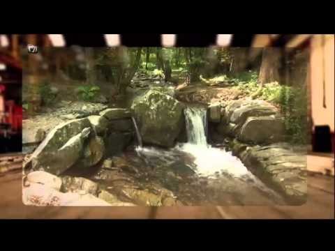 TV3 - Dimecres, a les 23.55, a TV3 - Valor afegit analitza el paper dels boscos