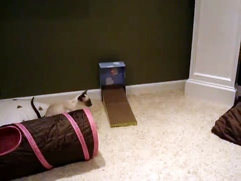 Siamese Cats 5 months Loud Meow and playing