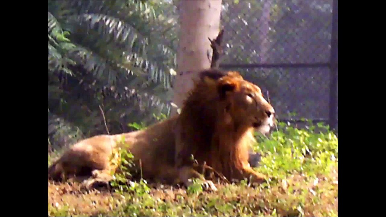 Big cats with jaguar