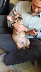 French Bulldog flawlessly plays the ukulele