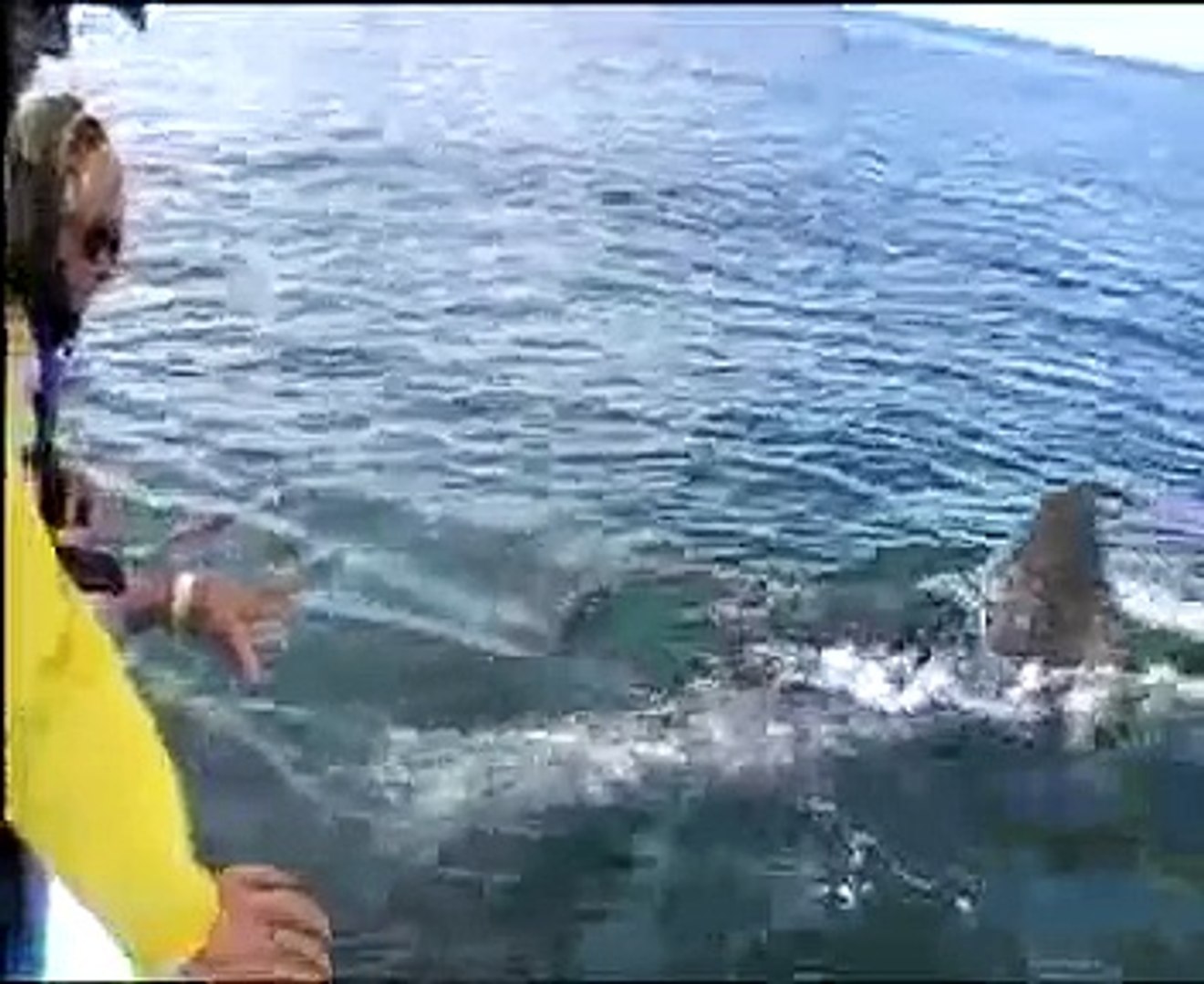 ⁣Mexico Whales