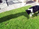 dog chasing shadows