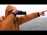 Toques Toques : opération pêche au hareng !