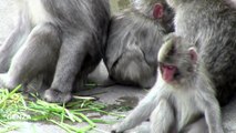 Monkey attacked from behind suddenly.