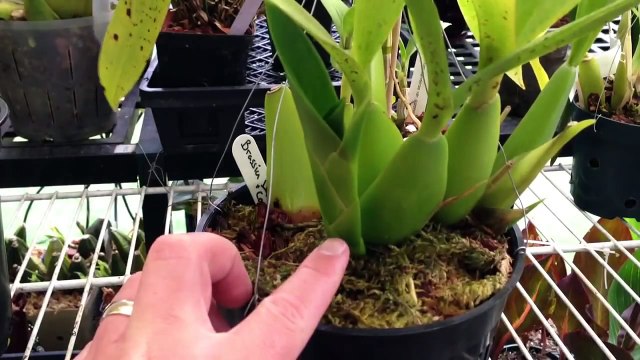Orchid Care | How To WATER ORCHIDS tips and tricks to AVOID Oncidium Orchid ROOT ROT
