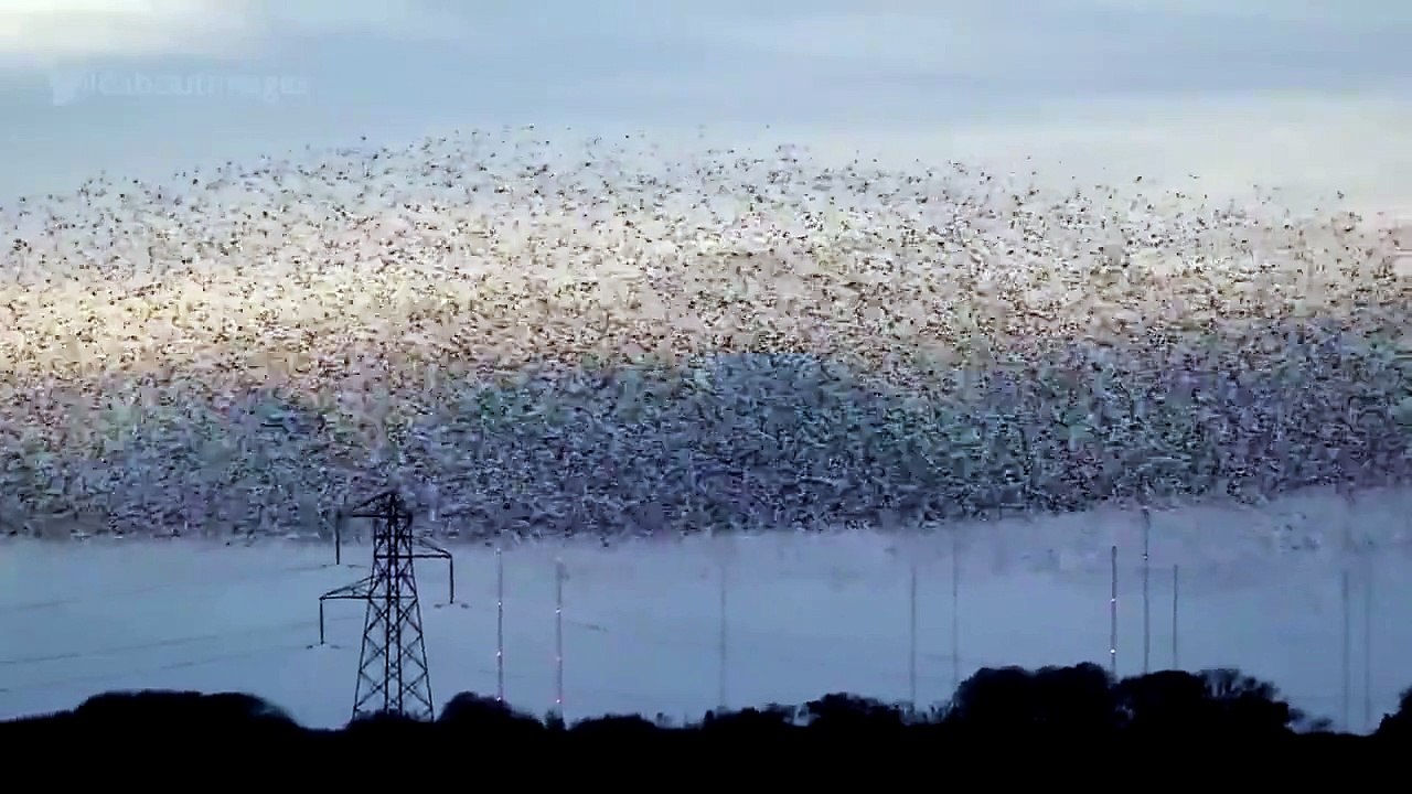 Allah'ı zikreden kuşlar... SubhanAllah...Dünyanın en güzel gösterisi işte bu!