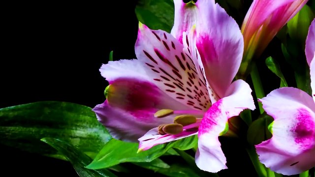 Bu videoyu izlerken, onları yaradanı, O'nun sonsuz kudretini düşünün...Yaratılan bu kadar güzelse kibilir yaratan ne kadar güzeldir !SubhanAllah..