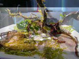 Aquascaping für Nanoaquarium: Schritt für Schritt Anleitung!