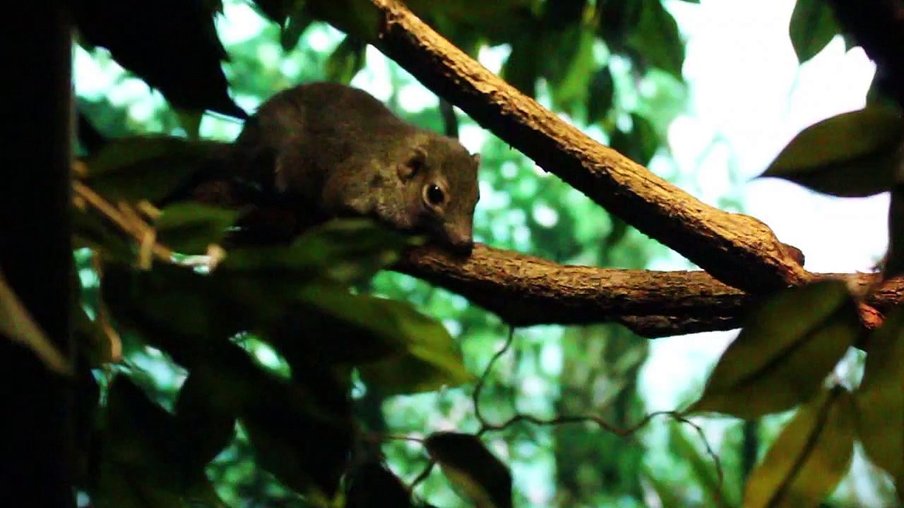 The Bronx Zoo