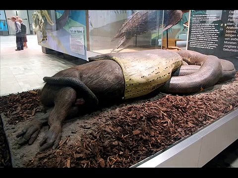 Worlds biggest snake found alive in Brazil