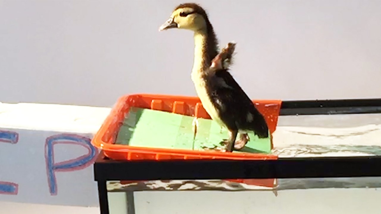Pip la caneton prend son tout premier bain
